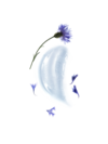 KL_ CORNFLOWER_ WATER CREAM_TEXTURE png